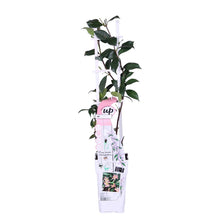 Load image into Gallery viewer, Trachelospermum asiaticum &#39;Pink Showers&#39; - Root Houseplants
