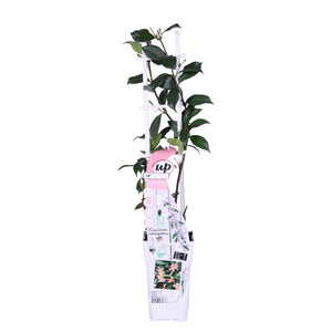 Trachelospermum asiaticum 'Pink Showers' - Root Houseplants