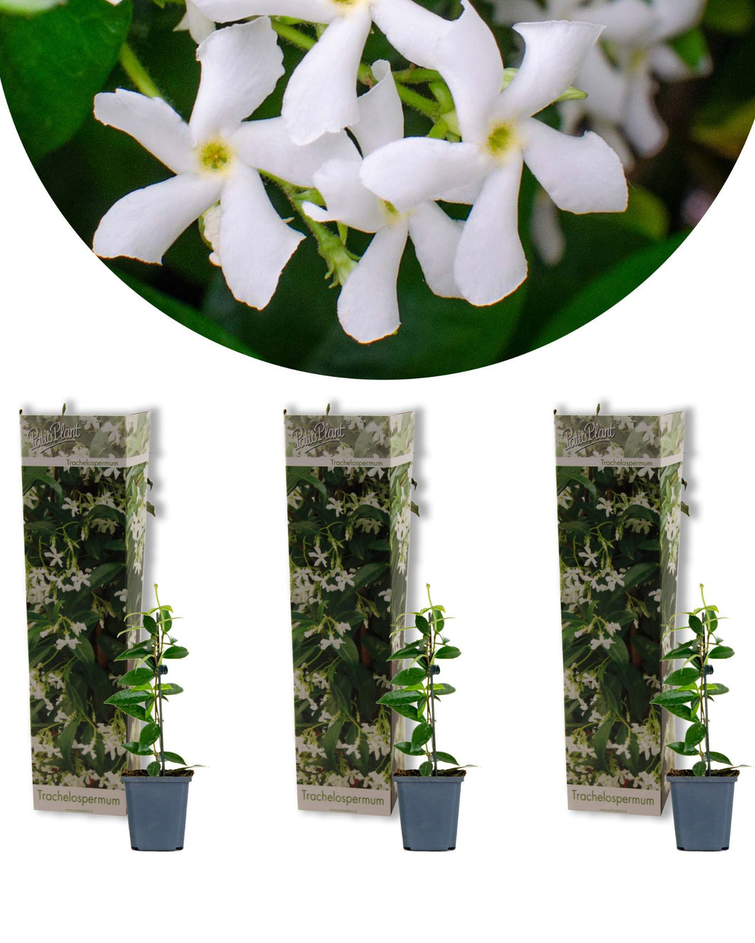 Trachelospermum jasminoides - Star Jasmine - White - Root Houseplants