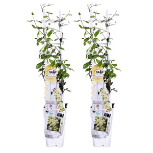 Trachelospermum jasminoides 'Star of Toscana' - Root Houseplants
