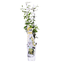 Load image into Gallery viewer, Trachelospermum jasminoides &#39;Star of Toscana&#39; - Root Houseplants
