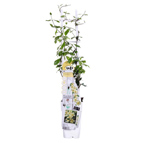 Trachelospermum jasminoides 'Star of Toscana' - Root Houseplants
