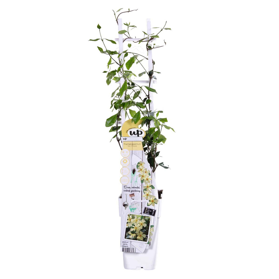 Trachelospermum jasminoides 'Star of Toscana' - Root Houseplants