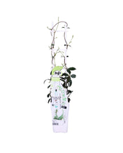 Load image into Gallery viewer, Trachelospermum jasminoides &#39;Star of Venice&#39; - Root Houseplants
