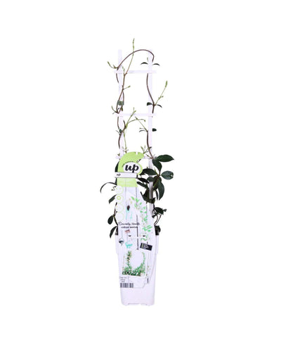 Trachelospermum jasminoides 'Star of Venice' - Root Houseplants
