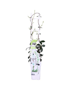 Trachelospermum jasminoides 'Star of Venice' - Root Houseplants