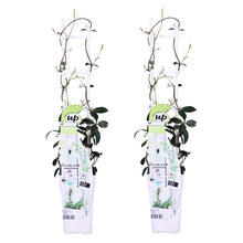 Load image into Gallery viewer, Trachelospermum jasminoides &#39;Star of Venice&#39; - Root Houseplants
