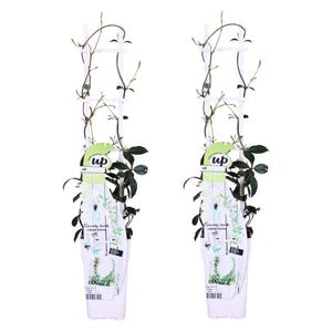 Trachelospermum jasminoides 'Star of Venice' - Root Houseplants