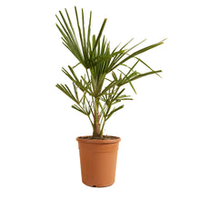 Load image into Gallery viewer, Trachycarpus fortunei - Chusan Palm - Root Houseplants
