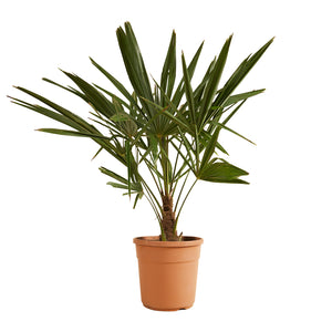 Trachycarpus fortunei - Chusan Palm - Root Houseplants