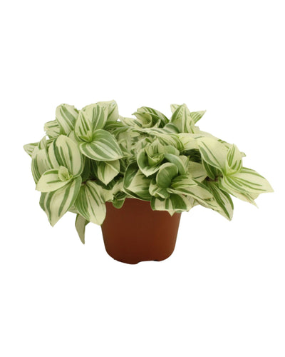 Tradescantia cerinthoides 'Brightness' - Root Houseplants
