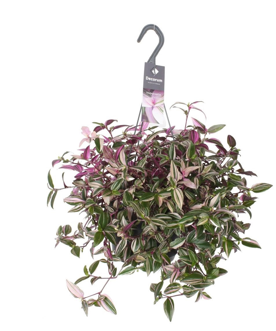Tradescantia fluminensis 'Quadricolor' - Root Houseplants