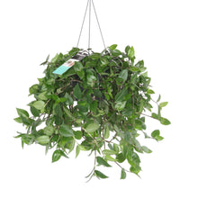 Charger l&#39;image dans la galerie, Tradescantia mundula &#39;Green Hill&#39; - Root Houseplants
