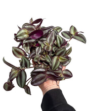 Charger l&#39;image dans la galerie, Tradescantia zebrina - Root Houseplants
