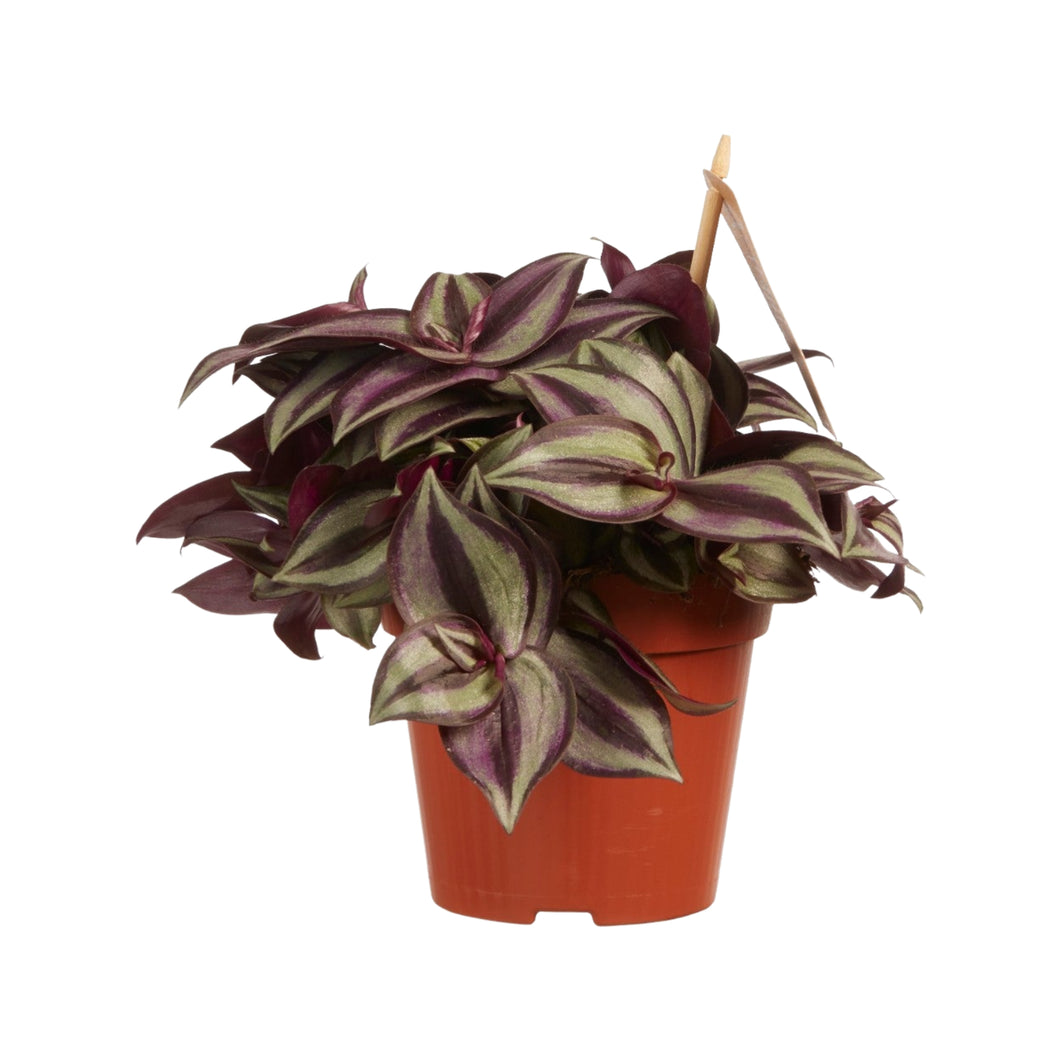 Tradescantia zebrina - Root Houseplants