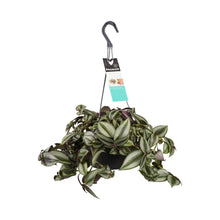 Charger l&#39;image dans la galerie, Tradescantia zebrina - Root Houseplants
