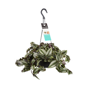 Tradescantia zebrina - Root Houseplants