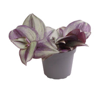 Charger l&#39;image dans la galerie, Tradescantia zebrina - Root Houseplants
