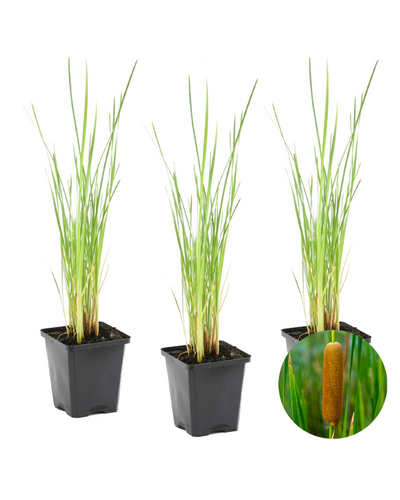 Typha latifolia - Root Houseplants