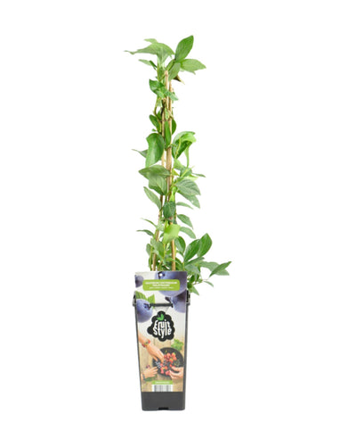 Vaccinium corymbosum - Blueberry - Root Houseplants