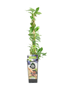 Vaccinium corymbosum - Blueberry - Root Houseplants