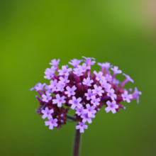 Charger l&#39;image dans la galerie, Verbena bonariensis - Root Houseplants
