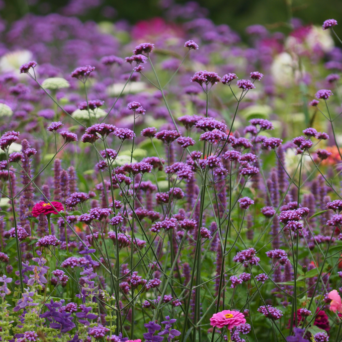 Verbena bonariensis - Root Houseplants