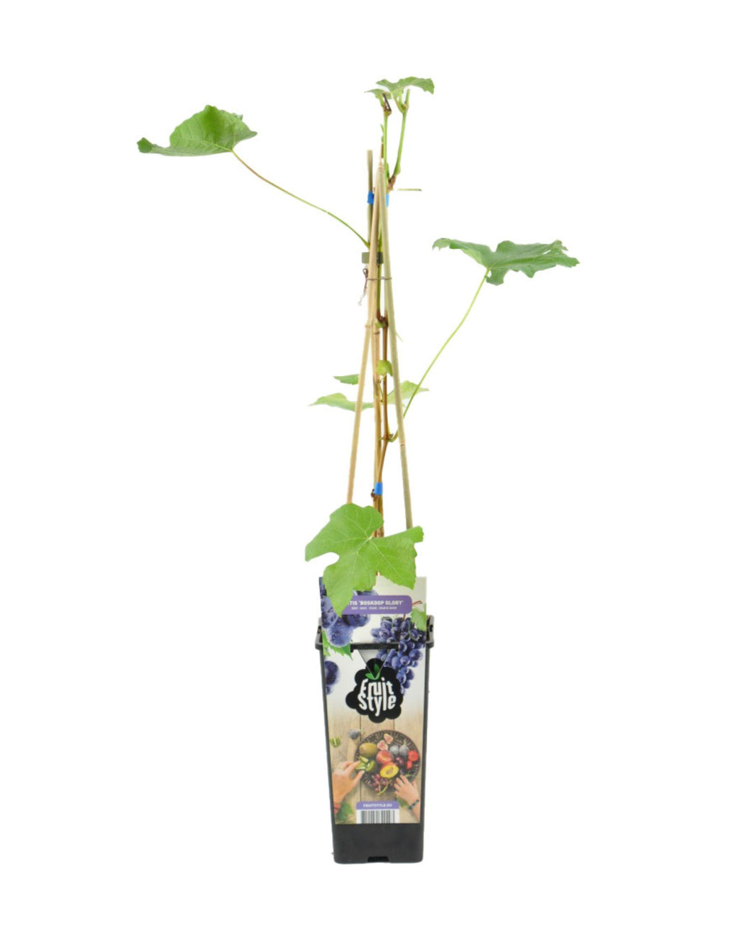 Vitis vinifera 'Boskoop Glory' - Grape - Root Houseplants