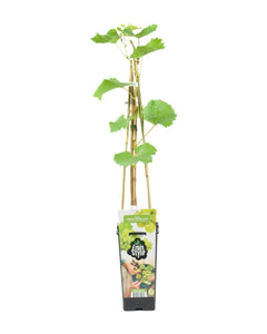 Vitis vinifera 'Vroege van der Laan' - Grape - Root Houseplants