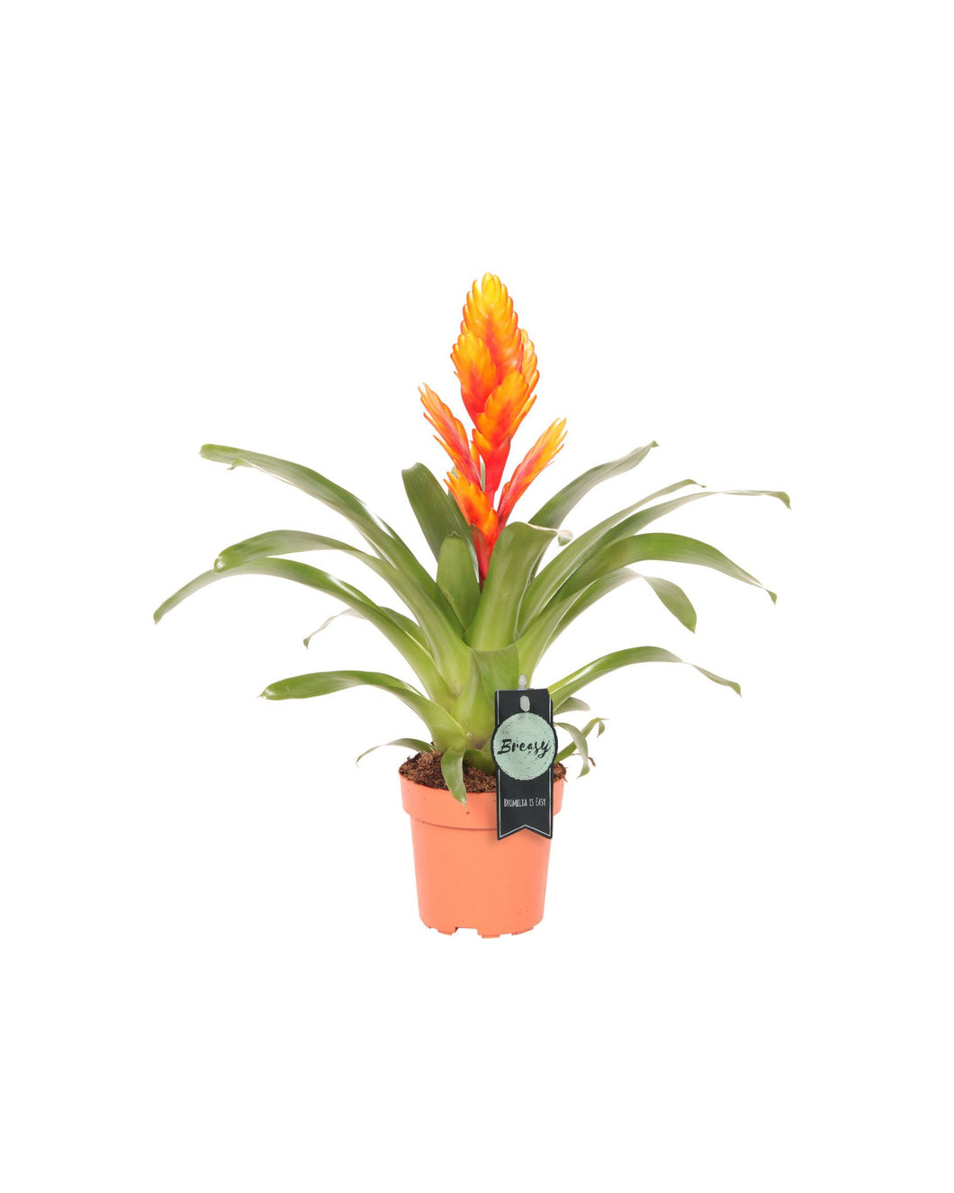 Vriesea 'Intenso' - Root Houseplants