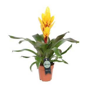 Vriesea 'Intenso' - Root Houseplants