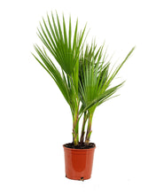 Load image into Gallery viewer, Washingtonia filifera var. robusta - Root Houseplants
