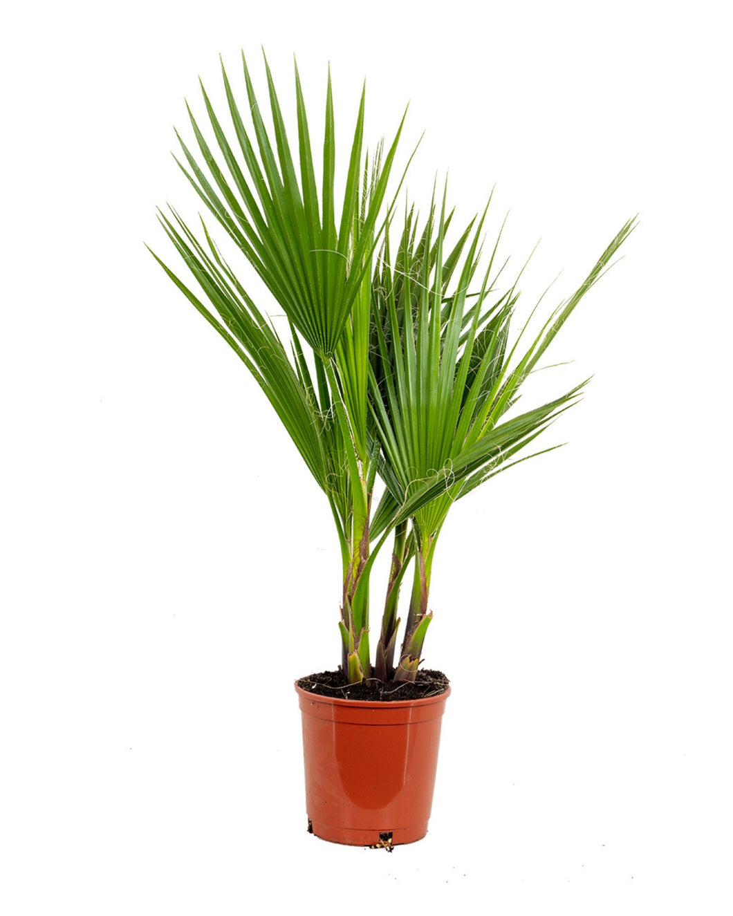 Washingtonia filifera var. robusta - Root Houseplants