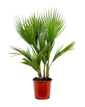Load image into Gallery viewer, Washingtonia filifera var. robusta - Root Houseplants
