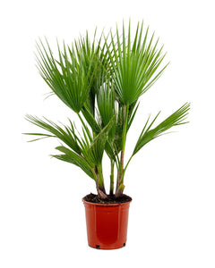 Washingtonia filifera var. robusta - Root Houseplants