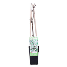 Charger l&#39;image dans la galerie, Wisteria floribunda &#39;Alba&#39; - Root Houseplants
