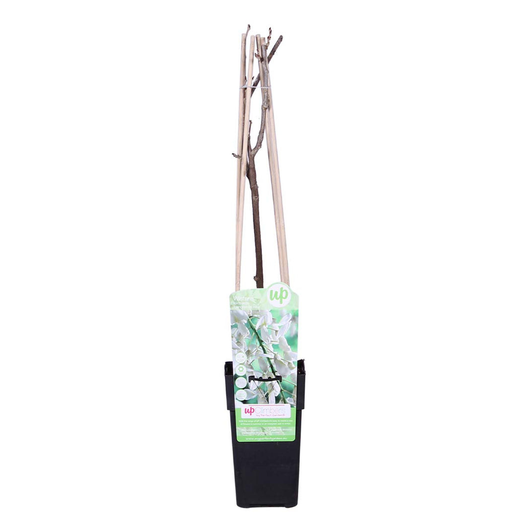 Wisteria floribunda 'Alba' - Root Houseplants