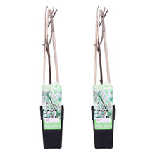 Charger l&#39;image dans la galerie, Wisteria floribunda &#39;Alba&#39; - Root Houseplants
