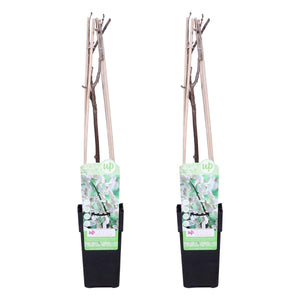 Wisteria floribunda 'Alba' - Root Houseplants