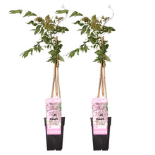 Load image into Gallery viewer, Wisteria floribunda &#39;Rosea&#39; - Root Houseplants

