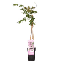 Load image into Gallery viewer, Wisteria floribunda &#39;Rosea&#39; - Root Houseplants
