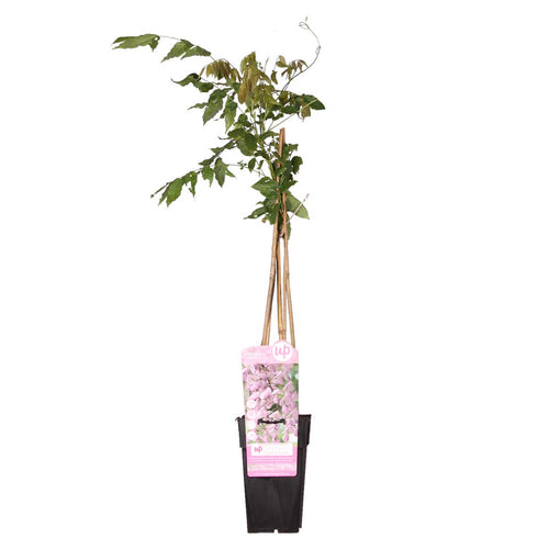Wisteria floribunda 'Rosea' - Root Houseplants