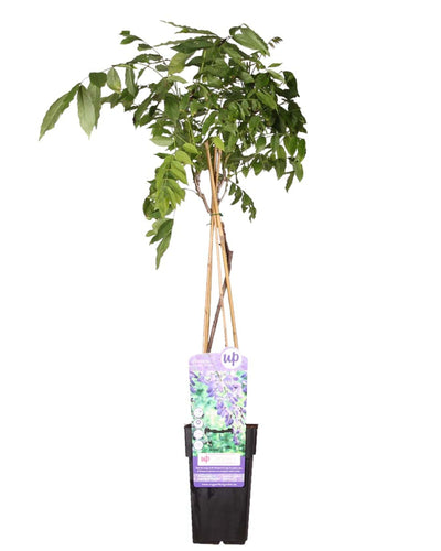 Wisteria sinensis 'Prolific' - Root Houseplants