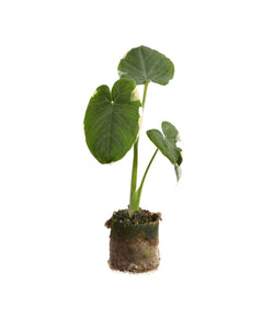 Xanthosoma sagittifolium Variegata - Root Houseplants