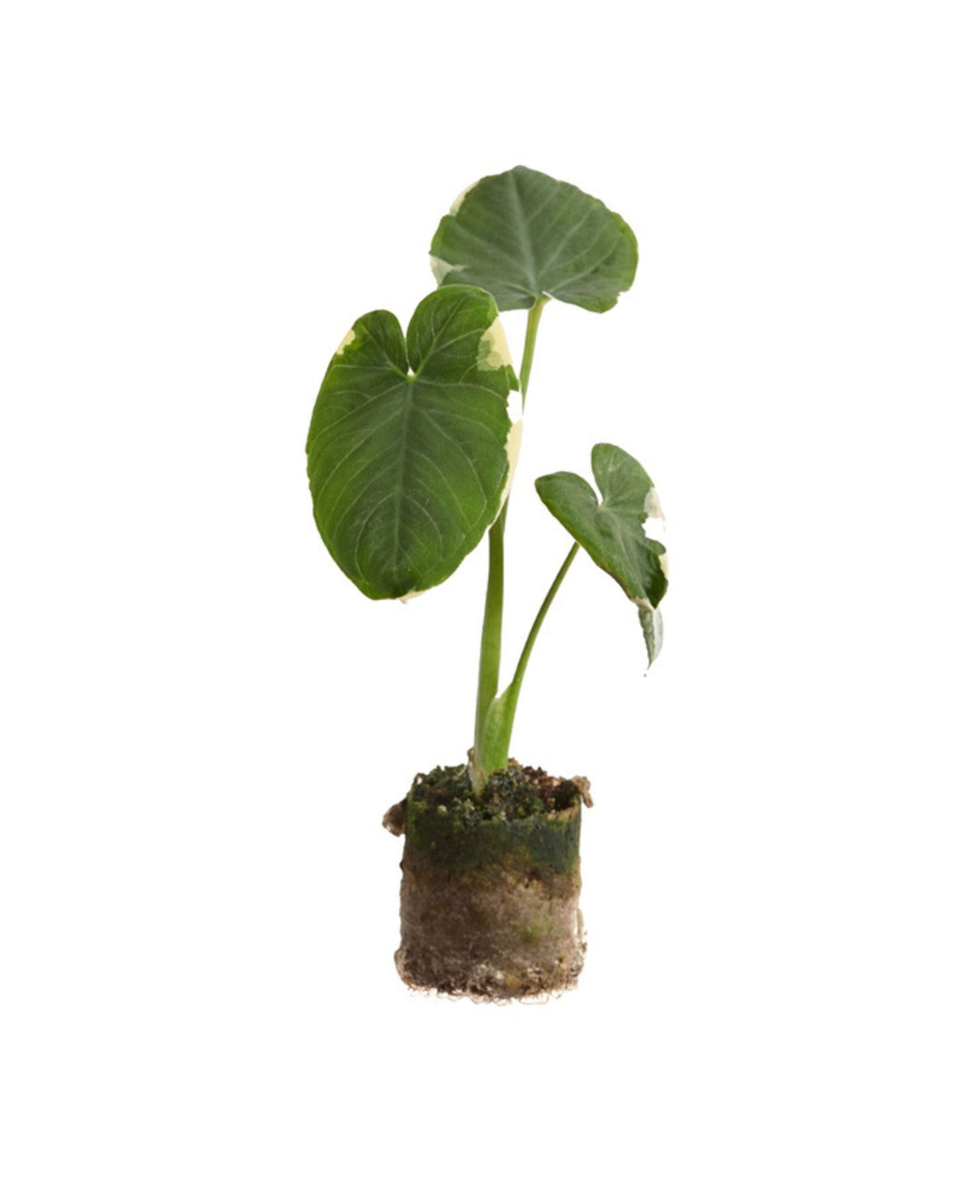 Xanthosoma sagittifolium Variegata - Root Houseplants