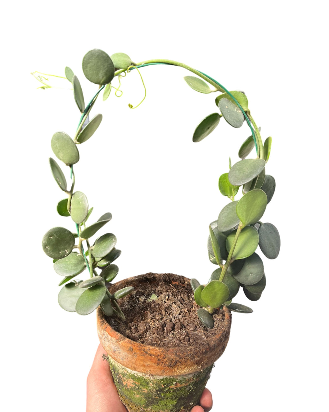 Xerosicyos perrieri - Root Houseplants