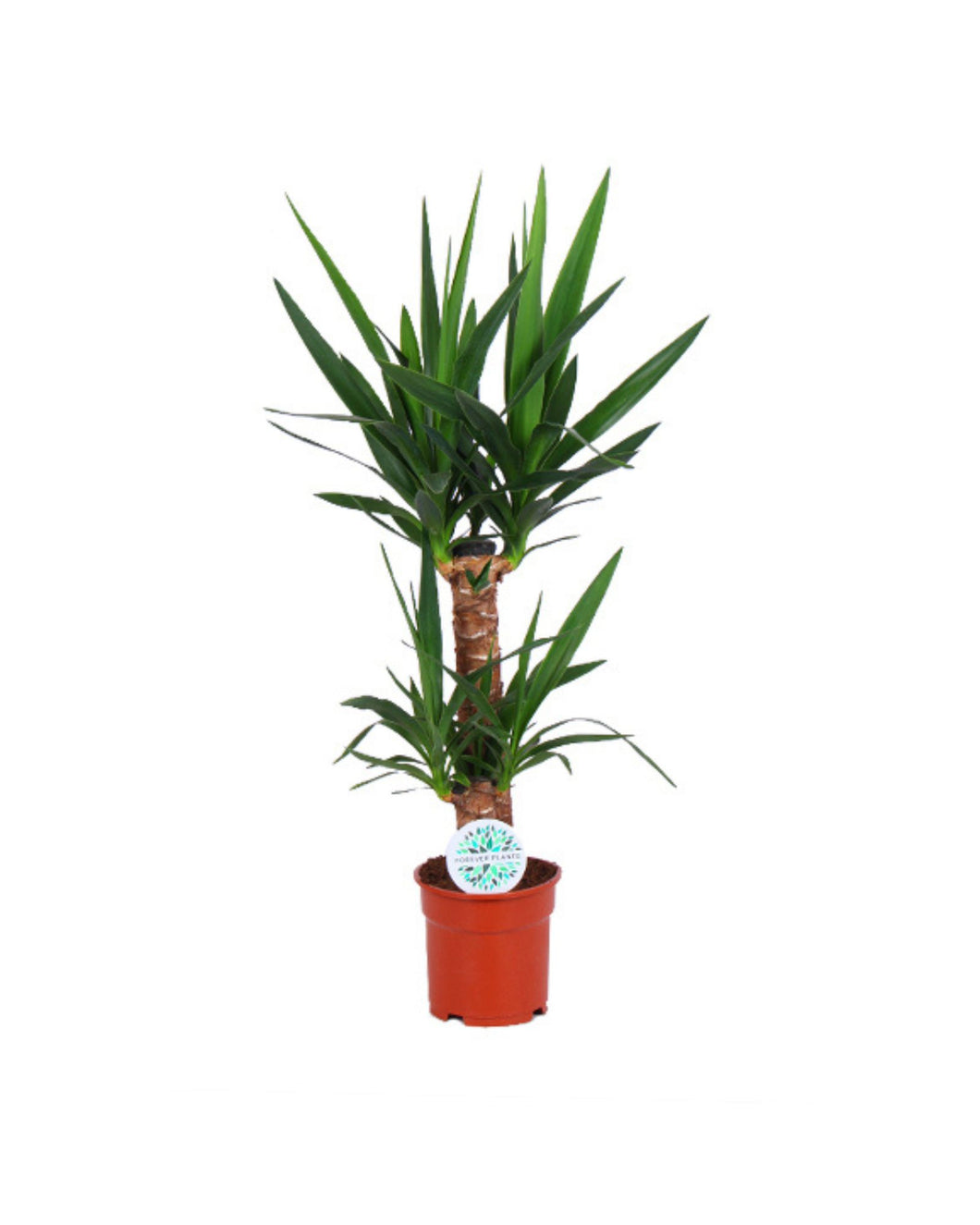 Yucca elephantipes - Root Houseplants