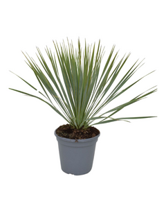 Yucca rostrata - Root Houseplants