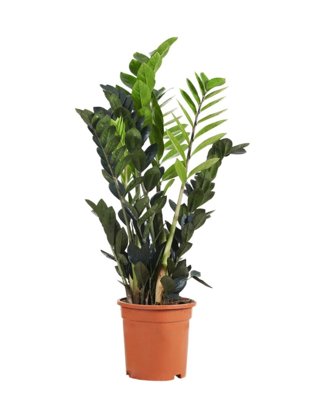 Zamioculcas zamiifolia 'Raven' - Root Houseplants