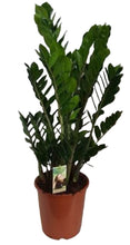 Charger l&#39;image dans la galerie, Zamioculcas zamiifolia - ZZ plant - Root Houseplants
